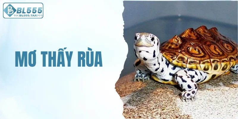 Mơ thấy rùa